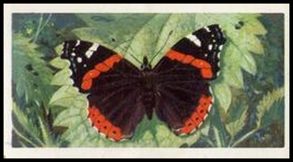 19 Red Admiral
